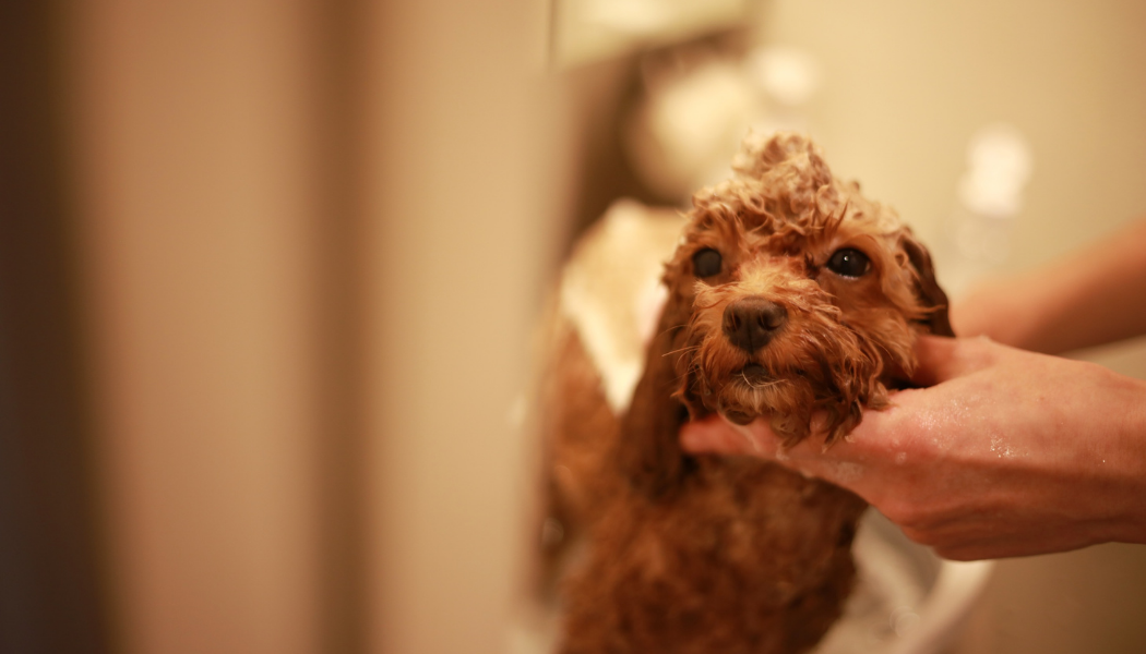 Poodle being groomed